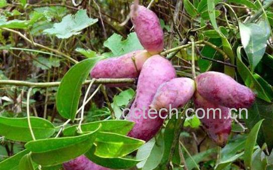 九月瓜和八月瓜的区别-1