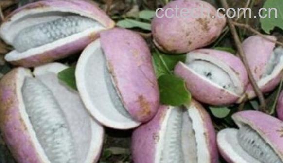 八月炸果的功效与作用-1