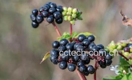 接骨木莓的十大好处-0