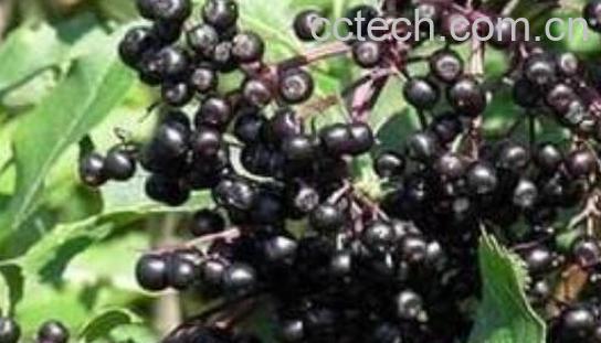 接骨木莓的十大好处-1