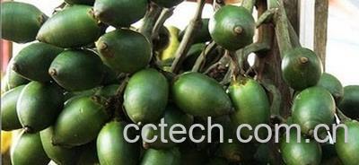 果蔬百科槟榔-0