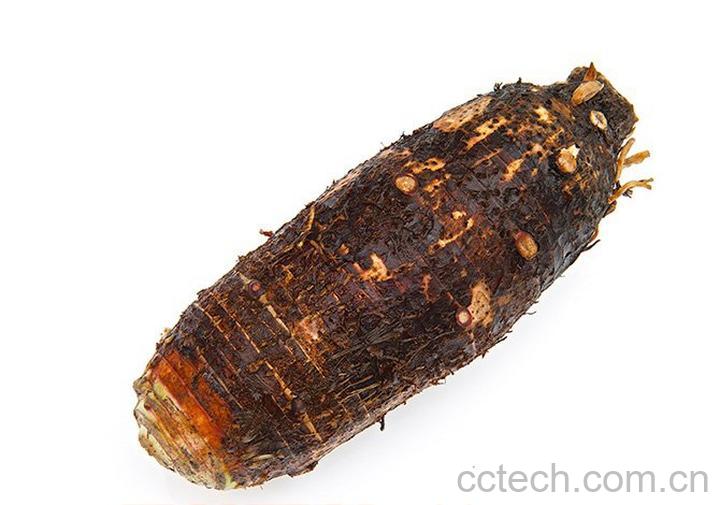 果蔬百科槟榔-0