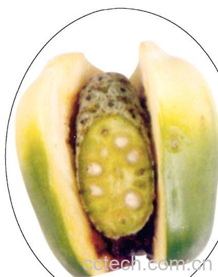 果蔬百科槟榔-0