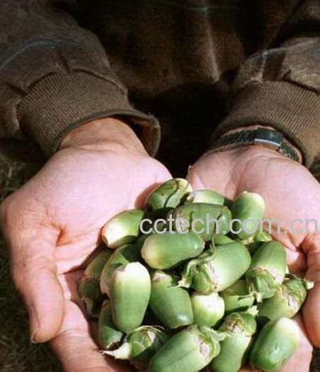 果蔬百科槟榔-0