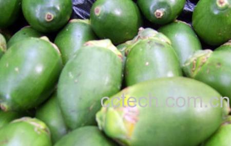 果蔬百科槟榔-0