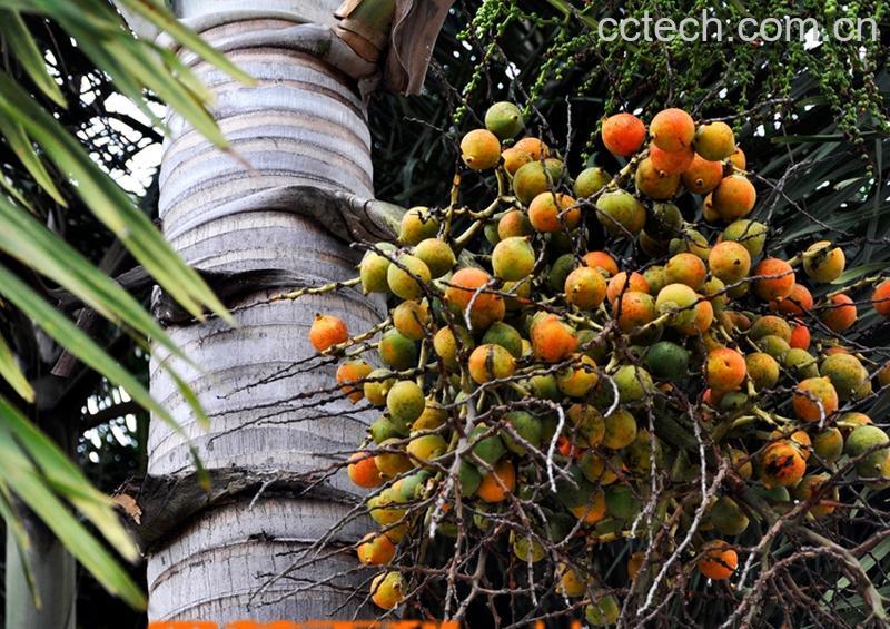 果蔬百科槟榔-0