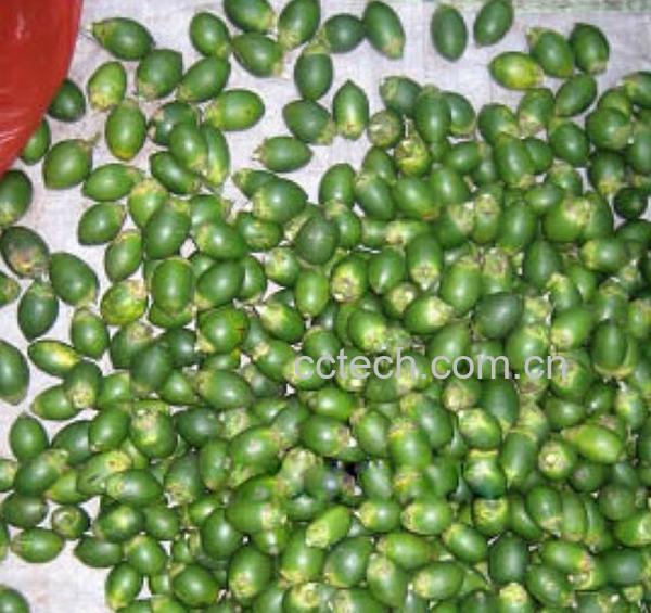 果蔬百科槟榔-0