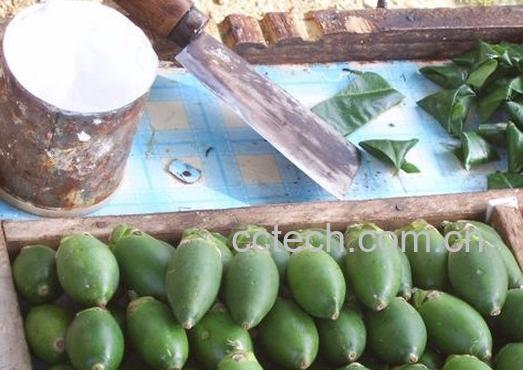 果蔬百科槟榔-0