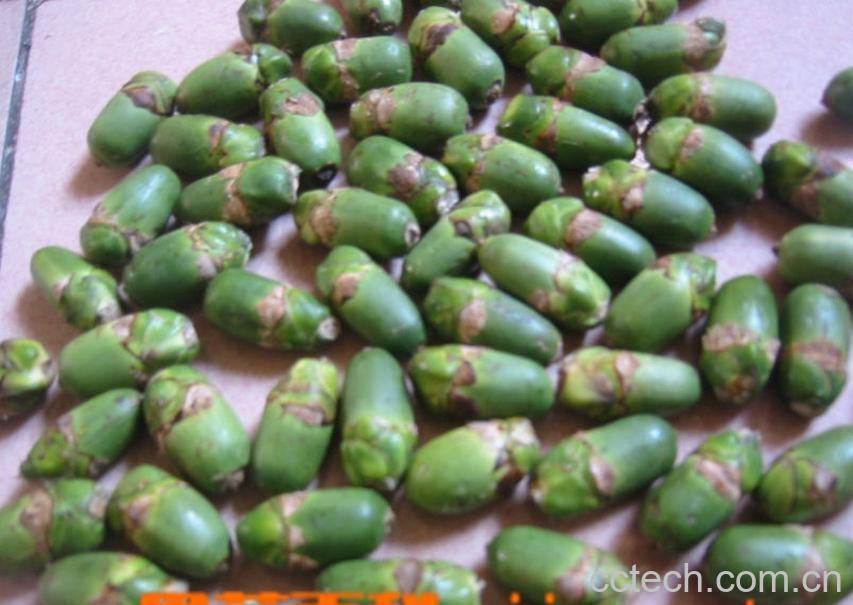 果蔬百科槟榔-0