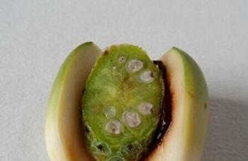 果蔬百科槟榔-0