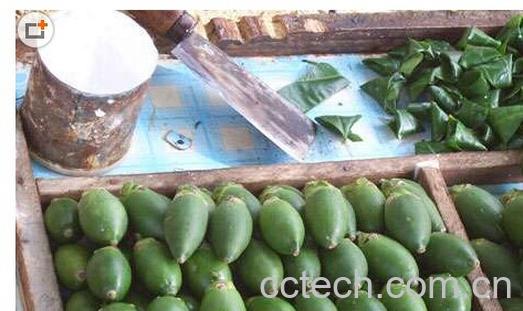 果蔬百科槟榔-0