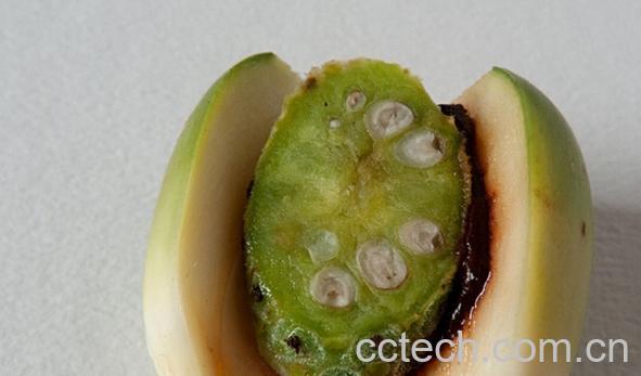 果蔬百科槟榔-0