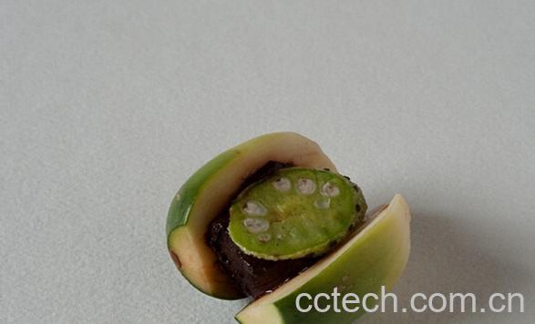 果蔬百科槟榔-0