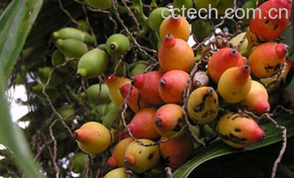 果蔬百科槟榔子-0