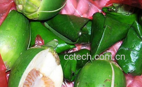 果蔬百科女生吃槟榔的危害-0