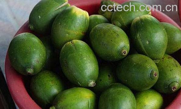 果蔬百科嚼槟榔的危害和好处-0