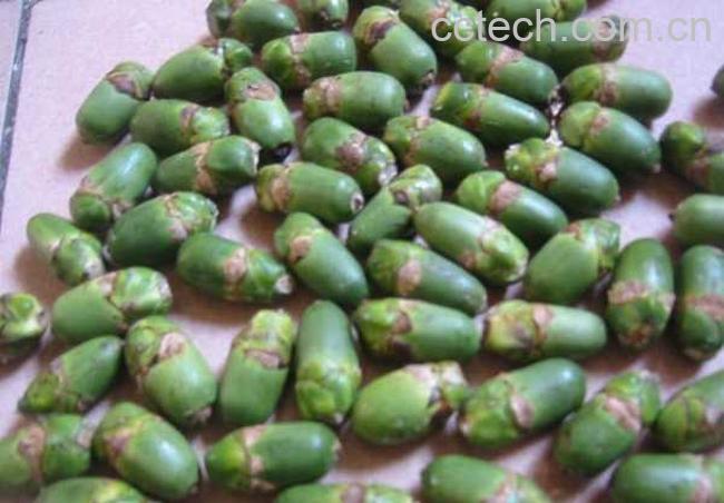 果蔬百科槟榔的功效与作用-0