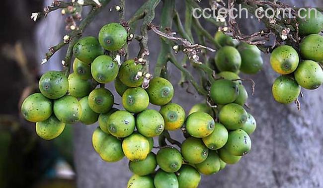 果蔬百科嚼槟榔的坏处有哪些-0