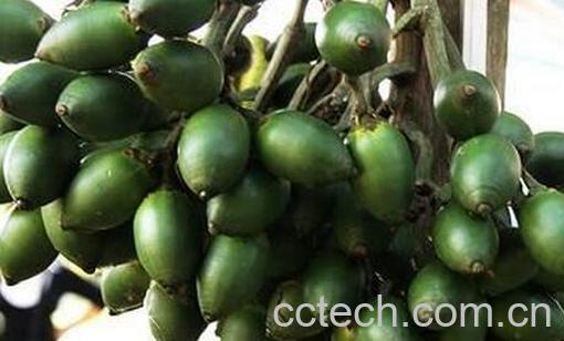 果蔬百科吃槟榔为什么会出汗-0