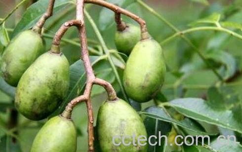 槟榔果的药用价值-0