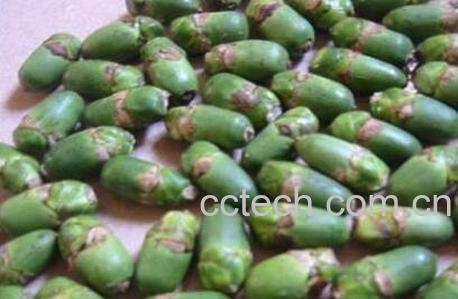 槟榔有什么作用 槟榔的危害-0