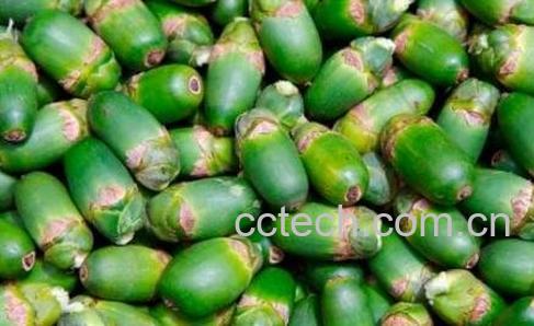 槟榔果的药用价值-1