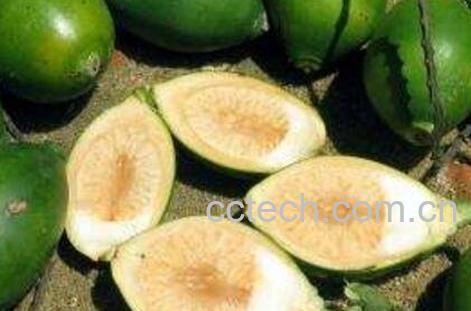  吃槟榔的好处和危害-1