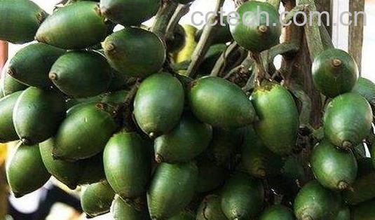 槟榔的危害有哪些 吃槟榔的副作用与禁忌-1