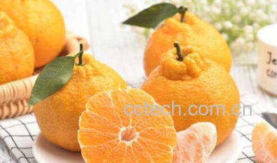 丑橘的营养价值 丑橘的功效与作用-1
