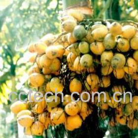 果蔬百科槟榔-0