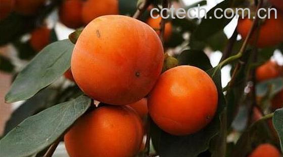 吃柿子不能吃什么 吃柿子的饮食禁忌-1