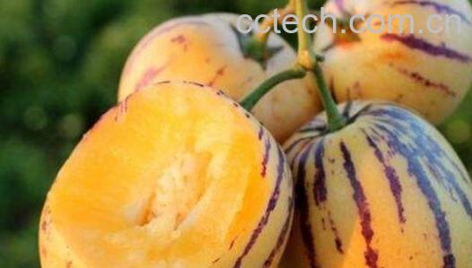 吃人参果的好处和禁忌事项-0