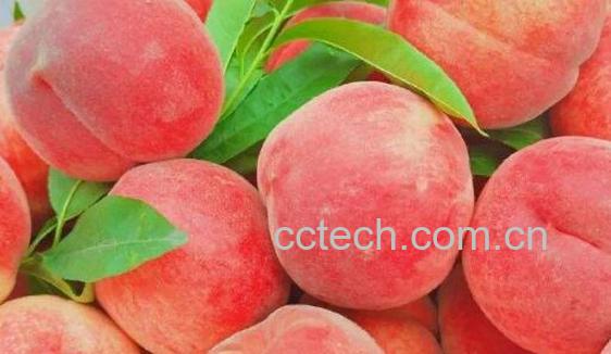 吃桃子的好处与坏处 吃桃子的禁忌-1
