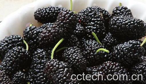 桑葚能多吃吗 吃桑葚的注意事项-0