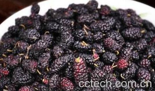 桑葚能多吃吗 吃桑葚的注意事项-1