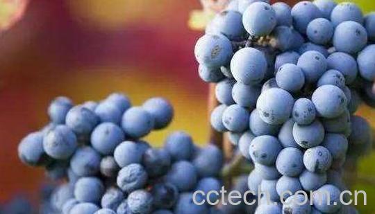 吃葡萄的好处和坏处 吃葡萄有什么好处-1