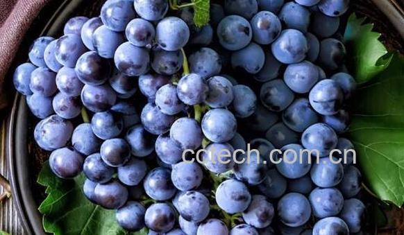 吃葡萄的好处和坏处 吃葡萄有什么好处-0