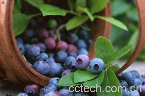 花青素的功效与作用及禁忌 花青素哪些人不能喝-1