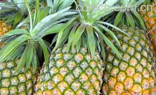凤梨和菠萝的区别 菠萝跟凤梨有什么区别-0