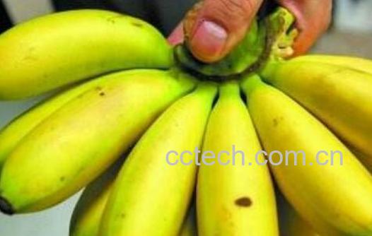 芭蕉的功效与作用 芭蕉的食用禁忌-0