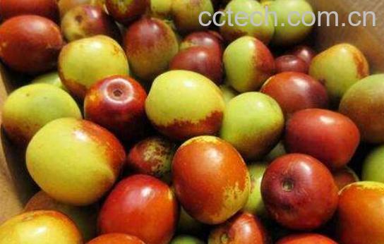 鲜枣的功效和食用禁忌-0