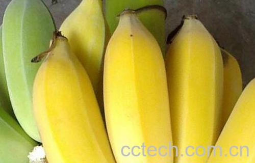 芭蕉的功效与作用 芭蕉的食用禁忌-1