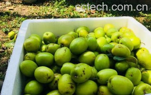 青枣的功效与作用和禁忌-1