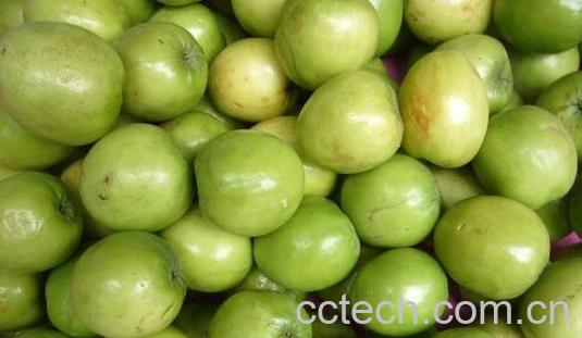 青枣的功效与作用和禁忌-0