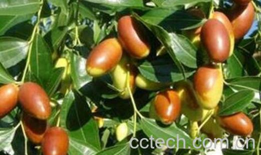 马牙枣的功效与作用 马牙枣的食用禁忌-0