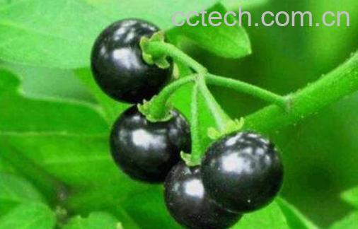 龙葵果功效与作用及食用方法-0