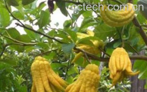 金佛手瓜的功效与作用-1