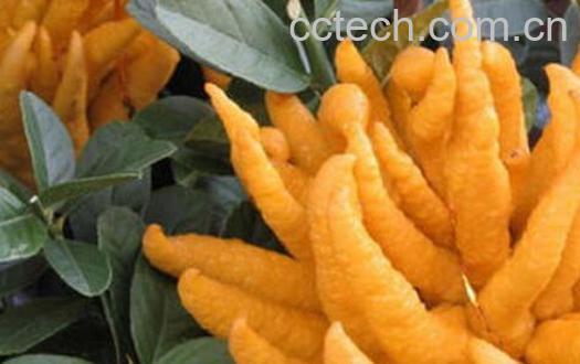 金佛手瓜的功效与作用-0