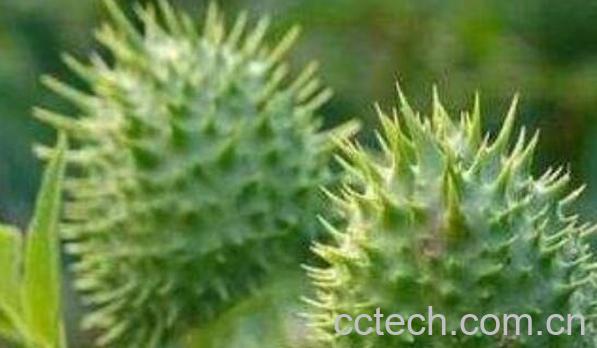 刺苹果可不可以吃 刺苹果泡酒能治什么病-0