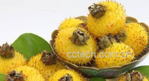 刺苹果可不可以吃 刺苹果泡酒能治什么病-1